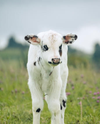 Pour veaux et génisses.