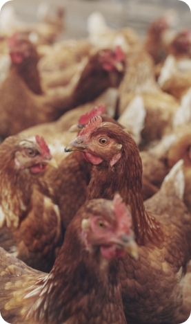 une solution complète pour la réussite de vos élevages.